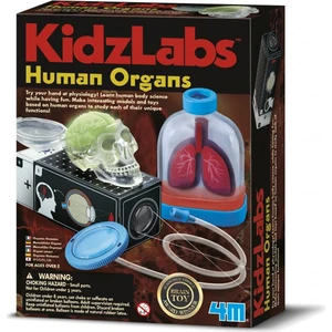 İnsan Organları 3374