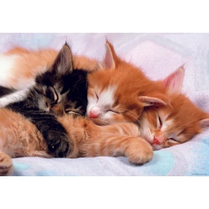 Educa Puzzle Kittens 500 Parça Puzzle