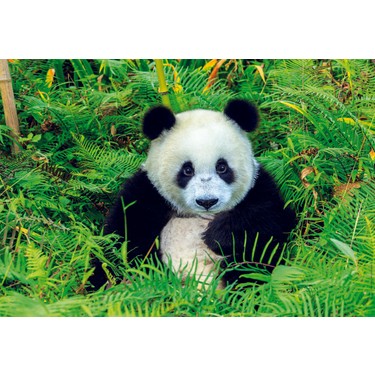 Educa Puzzle Panda Bear 500 Parça Puzzle Fiyatı