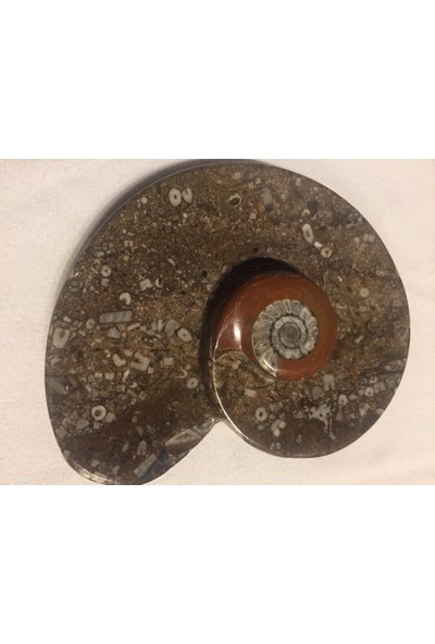 Ammonit Fosilli Dekoratif Tabak
