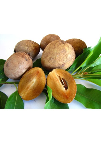 Sapodilla Meyvesi Tohumu Tohhum Ev Bahçe