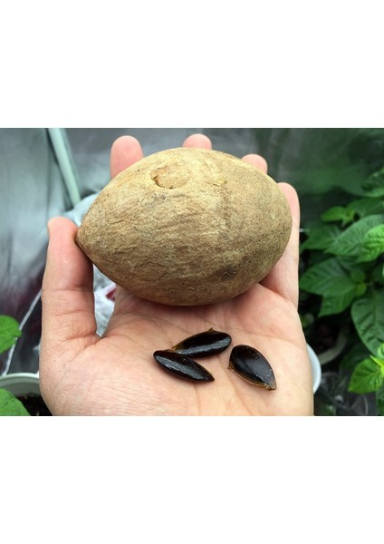 Sapodilla Meyvesi Tohumu Tohhum Ev Bahçe