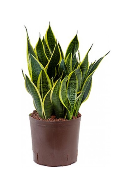 Sansevieria Trifasciata (Paşa Kılıcı, Peygamber Kılıcı)