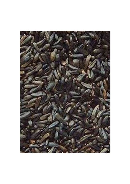 Nijer Tohum 600 Gr