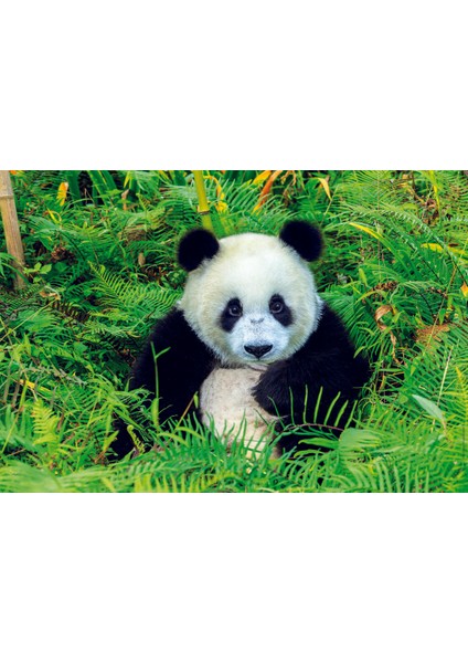 Educa Puzzle Panda Bear 500 Parça Puzzle