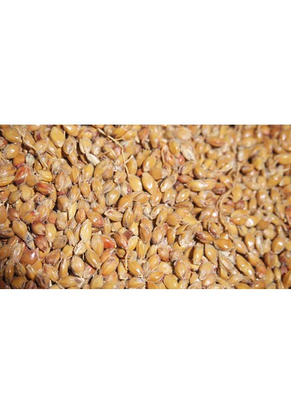 Süpürge Tohumu 500 gr