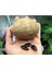 Sapodilla Meyvesi Tohumu Tohhum Ev Bahçe 2