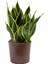 Sansevieria Trifasciata (Paşa Kılıcı, Peygamber Kılıcı) 1