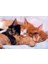 Educa Puzzle Kittens 500 Parça Puzzle 1