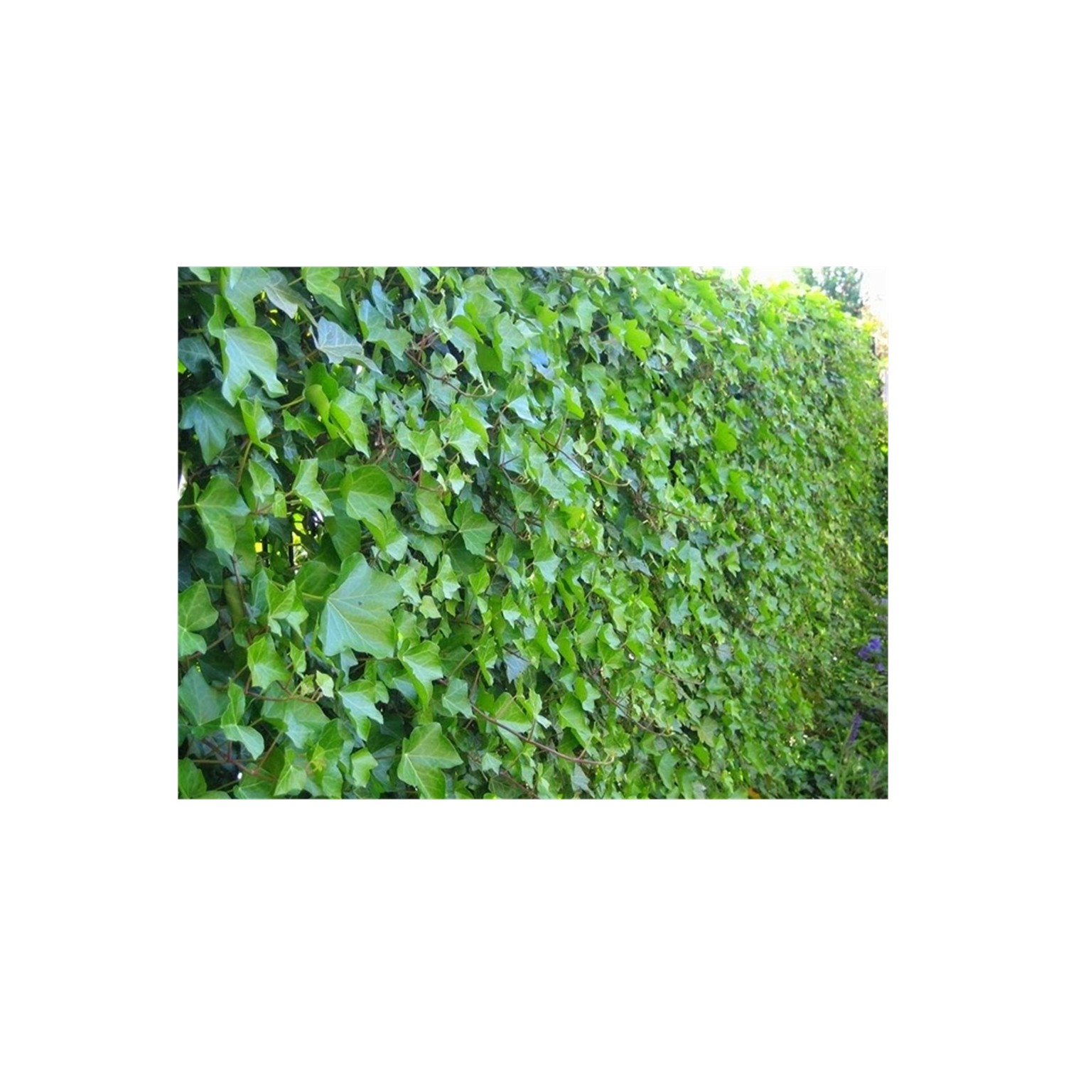 Hedera helix contraindicaciones,Yeşil ,Orman Sarmaşığı,Duvar Fiyatı