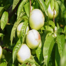 E-fidancim Tüplü Yarı Bodur Snow Beuaty Beyaz Nektarin Fidanı