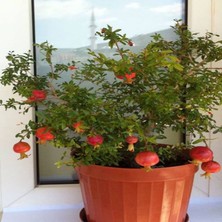 E-fidancim Tüplü Cüce Süs Narı Fidanı