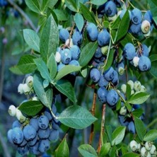 E-fidancim Tüplü Yaban Mersini(Likapa,blueberry,maviyemiş) Bluberyy fidanı Meyve Verme Yaşında