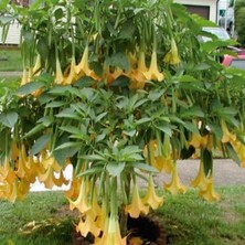 E-fidancim Yellow Brugmansia Çiçeği Meleklerin Borazanı Çiçeği Fidesi