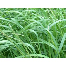 E-fidancim Oecd ve Dusd Sertifikalı İtalyan Ryegrass Yem Bitkisi Tohumu (25 kg)