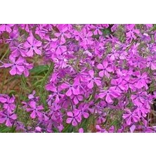 E-fidancim Nadir Lila Renkli Royal Floks Çiçeği Tohumu(10 tohum)