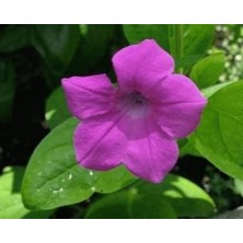 E-fidancim Purple Petunya Çiçeği Tohumu(100 tohum)