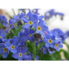 E-fidancim Mavi Renkli Beni Unutma Çiçeği Tohumu(100 adet)