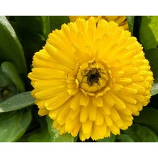 E-fidancim Bon Bon Sarısı Aynısafa Çiçeği Tohumu(50 tohum)
