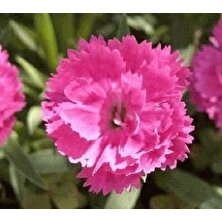 E-fidancim Çin Pembesi Dianthus Çiçeği Tohumu(50 tohum)