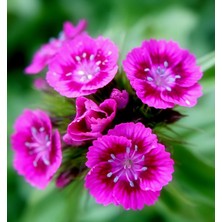 E-fidancim Lila Sweet William Dianthus Barbadus Çiçeği Tohumu(50 adet)