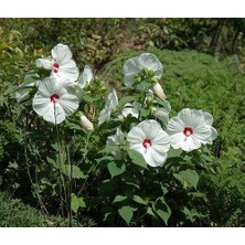 E-fidancim Süt Beyazı Hibiscus Çiçeği Tohumu(20 adet)