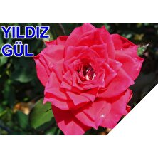 E-fidancim Tüplü Yediveren Yıldız Pembe Gül Fidanı