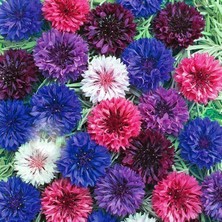 E-fidancim Mavi Katmerli Kantaron Çiçeği Tohumu (50 tohum)
