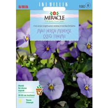 Miracle Tohum Miracle Blue Perfection Mavi Hercai Menekşe Çiçeği Tohumu (150 tohum)