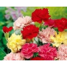 E-fidancim Küçük Çiçekli Karışık Karanfil Çiçeği Tohumu (50 tohum)