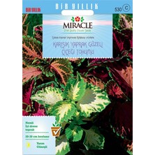 Miracle Tohum Miracle Karışık Renkli Kolyos (Coleus) Yaprak Güzeli Çiçeği Tohumu(700 tohum)