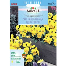 Miracle Tohum Miracle Sarı Hercai Dev Menekşe Çiçeği Tohumu (150 tohum)