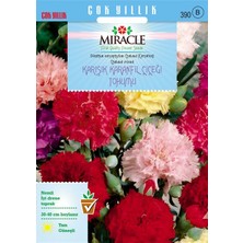 Miracle Tohum Miracle Chabaud Mixed Karışık Renkli Karanfil Çiçeği Tohumu (190 tohum)