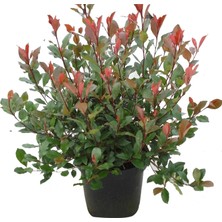 Yalova Fidan Market Bodur Alev