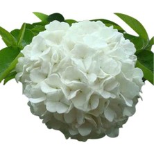 Yalova Fidan Market Beyaz Ortanca (Hydrangea)