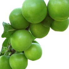 Yalova Fidan Market Kara Papaz Erik Fidanı (Aşılı) 3 Yaş