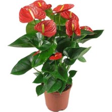 Yalova Fidan Market Anthurium Red Winner- Kırmızı Renk Antoryum