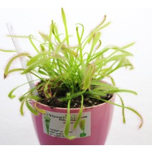 Etobur Bitkim Drosera Capensis Güneş Gülü Tohum Yetiştirme Kiti Sinek Kapan Bitkisi