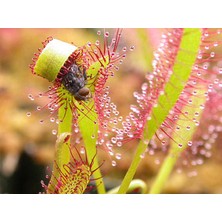 Etobur Bitkim Drosera Capensis Güneş Gülü Tohum Yetiştirme Kiti Sinek Kapan Bitkisi