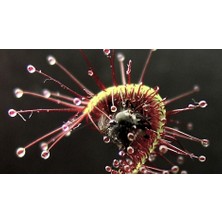 Etobur Bitkim Drosera Capensis Güneş Gülü Tohum Yetiştirme Kiti Sinek Kapan Bitkisi