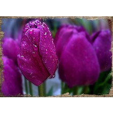 Cakasepetim Ahşap Tablo Mor Gül