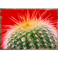 Tablomega Ahşap Tablo Kaktüs Damla İğneler