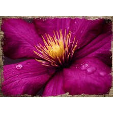 Cakasepetim Ahşap Tablo Pembe Nilüfer Çiçeği