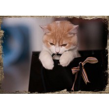 Cakasepetim Ahşap Tablo Çantadaki Yavru Kedi