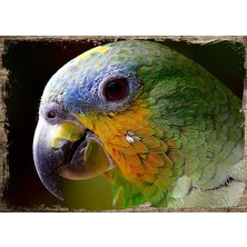 Cakasepetim Ahşap Tablo Renkli Papağan