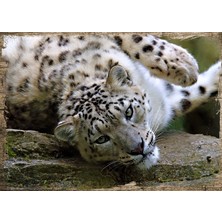 Cakasepetim Ahşap Tablo Beyaz Kaplan