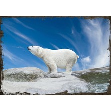 Cakasepetim Ahşap Tablo Kutup Ayısı