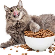 Patisera Yetişkin Kedi Maması Somon 15 Kg