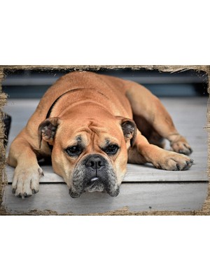 Cakasepetim Ahşap Tablo Üzgün Köpek