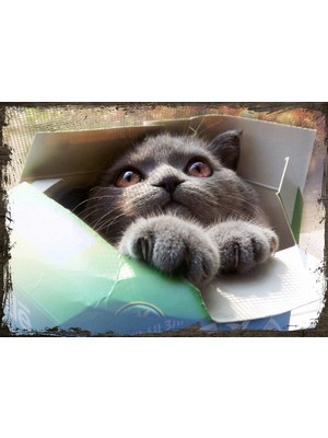 Cakasepetim Ahşap Tablo Paketteki Yavru Kedi